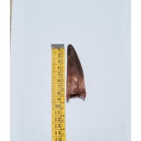 Spinosaurus aegyptiacus Tooth