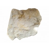 Dinosaur Footprints - Ornithopod