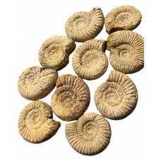 Fossil Ammonite