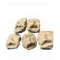 Fossil Shark Tooth - Otodus