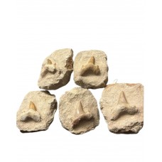 Fossil Shark Tooth - Otodus