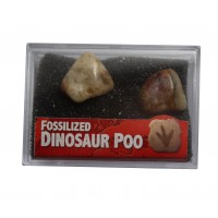 Dinosaur Dung Fossil