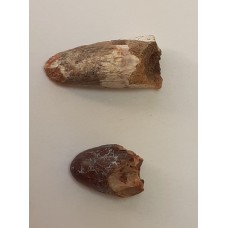 Spinosaurus Tooth