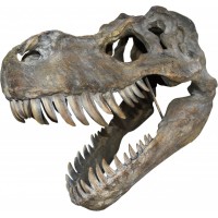 Giant T-Rex Wall Mounted Skull 51.5cm