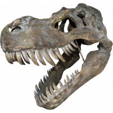 Giant T-Rex Wall Mounted Skull 51.5cm