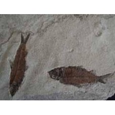 Fossil Fish Group - Knightia