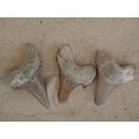 Fossil Shark Tooth - Lamna