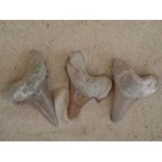 Fossil Shark Tooth - Lamna