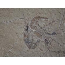 Carpopenaeus Shrimp Fossil - Lebanon