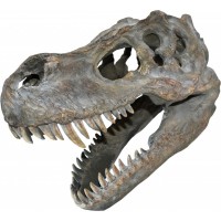 T-Rex Wall Mounted Skull 39.5cm