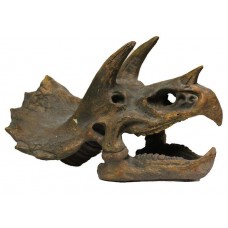 Triceratops Skull  23cm