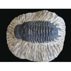 Trilobite Fossil - Crotalocephalus