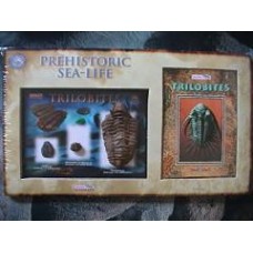 Trilobite Fossil Gift Set